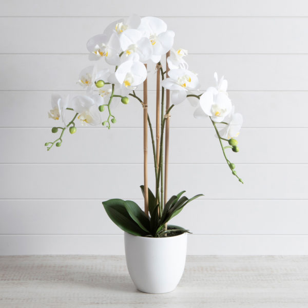 Phalenopsis Triple