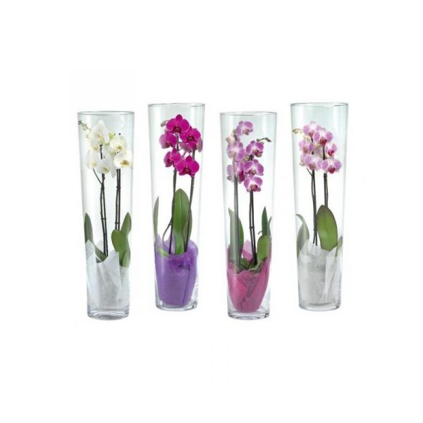 Orchids in Vase