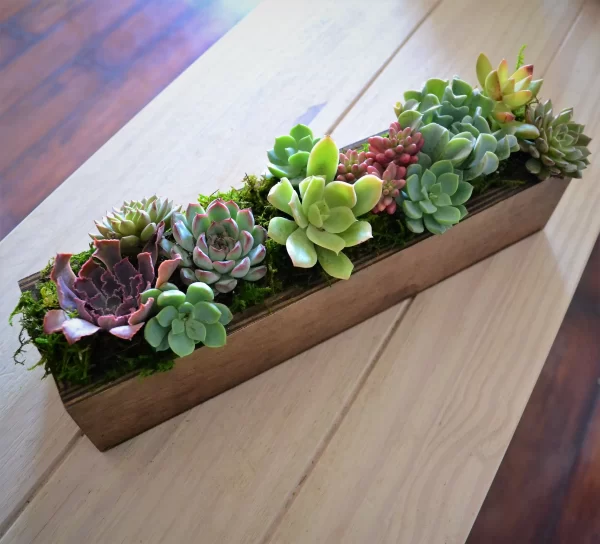 Succulent Planter